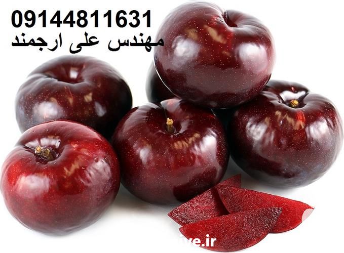 فروش نهال آلو بلک اسپلندور در اصفهان در گروه خرید و فروش نهال میوه در یکمیوه -عکس1