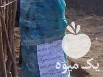 فروش نهالستان میاندوآب در روانسر در گروه خرید و فروش نهال در یکمیوه -عکس1