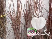 قیمت خرید نهال سیاه ریشه و مرکبات در گروه خرید و فروش نهال در یکمیوه -عکس1