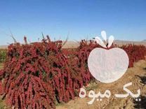 قیمت خرید مستقیم نهال زرشک و پاجوش عناب در گروه خرید و فروش نهال در یکمیوه -عکس1