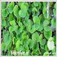 قیمت خرید بذرچمن در تهران در گروه خرید و فروش بذر چمن در یکمیوه