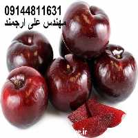 فروش نهال آلو بلک اسپلندور در اصفهان در گروه خرید و فروش نهال میوه در یکمیوه