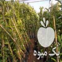 قیمت خرید انواع ارقام نهال در گروه خرید و فروش نهال در یکمیوه