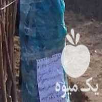 فروش نهالستان میاندوآب در روانسر در گروه خرید و فروش نهال در یکمیوه