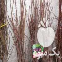 قیمت خرید نهال سیاه ریشه و مرکبات در گروه خرید و فروش نهال در یکمیوه