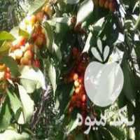 قیمت خرید انواع نهال مثمر و تزئینی اصلاح شده در زنجان در گروه خرید و فروش نهال اصلاح شده در یکمیوه