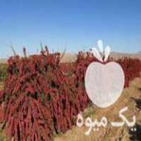 قیمت خرید مستقیم نهال زرشک و پاجوش عناب در گروه خرید و فروش نهال در یکمیوه