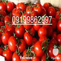 فروش بذر گوجه فرنگی برنتا در گروه خرید و فروش بذر گوجه در یکمیوه