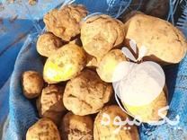 فروش سیب زمینی دامی باقیمت مناسب در سمنان در گروه خرید و فروش سیب زمینی در یکمیوه -عکس1