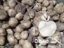 قیمت خرید سیب زمینی بذری جیلی 98 و 99 جلی در همدان در گروه خرید و فروش سیب زمینی در یکمیوه -عکس1