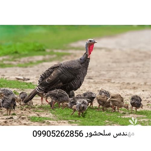 قیمت خرید ویژه جوجه بوقلمون یک ماهه در تهران در گروه مرغ و خروس و بوقلمون و اردک قو قاز در یکمیوه -عکس1