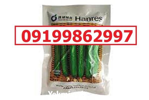 بذر خیار ویکتوریا پرفروش اصل قیمت مناسب در تهران در گروه خرید و فروش بذر خیار در یکمیوه -عکس1