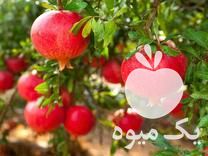 قیمت خرید نهال اصلاح شده یارانه ای در گروه خرید و فروش نهال اصلاح شده در یکمیوه -عکس1