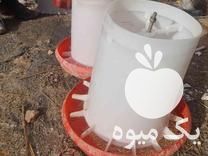 فروش دانخوری و آبخوری در گروه تجهیزات مرغداری در یکمیوه -عکس1