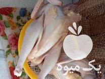 فروش انواع مرغ خروس با وزن های مختلف در ساری در گروه مرغ و خروس و بوقلمون و اردک قو قاز در یکمیوه -عکس1