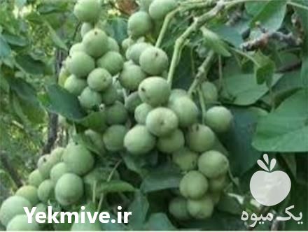 فروش نهال گردوی کاغذی در تویسرکان در گروه خرید و فروش نهال گردو در یکمیوه -عکس1