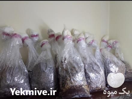 قیمت خرید خاک مخصوص قارچ 8 گانه گاندورما در رشت در گروه خرید و فروش قارچ در یکمیوه -عکس1