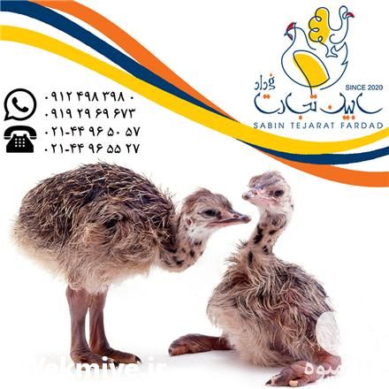 فروش جوجه شتر مرغ گردن قرمز در گروه مرغ و خروس و بوقلمون و اردک قو قاز در یکمیوه -عکس1