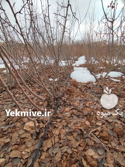 فروش نهال گلابی دردماوند در گروه خرید فروش نهال - انواع گردو پسته بادام سلطانی انگور در یکمیوه -عکس1