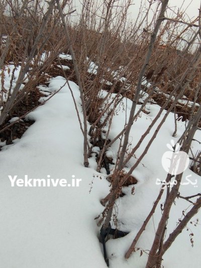 فروش نهال گلابی دردماوند در گروه خرید فروش نهال - انواع گردو پسته بادام سلطانی انگور در یکمیوه -عکس2