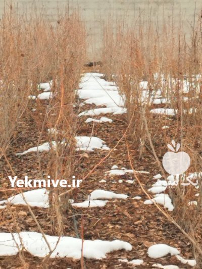 فروش نهال گلابی دردماوند در گروه خرید فروش نهال - انواع گردو پسته بادام سلطانی انگور در یکمیوه -عکس3