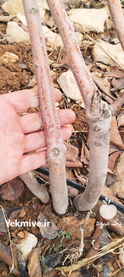 فروش نهال گلابی دردماوند در گروه خرید فروش نهال - انواع گردو پسته بادام سلطانی انگور در یکمیوه -عکس4