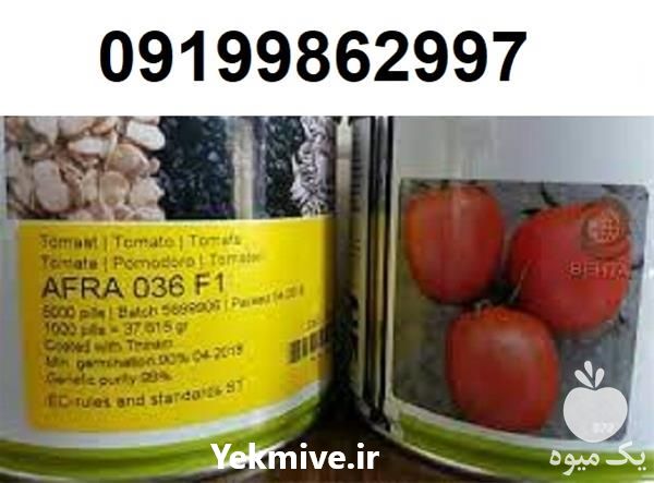 خرید بذر گوجه فرنگی افرا 036 در گروه خرید و فروش بذر گوجه در یکمیوه -عکس1