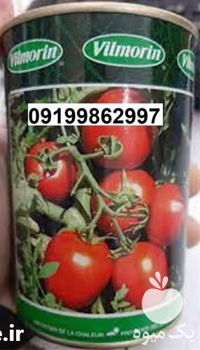 بذر گوجه فرنگی ویلمورین پرفروش اصل در هرمز در گروه خرید و فروش بذر گوجه در یکمیوه -عکس1