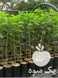 فروش نهال خرمالو در گروه خرید و فروش نهال خرمالو در یکمیوه -عکس1