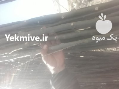 صنوبر سبز سفید سنوبر نهال ترک در ارومیه در گروه خرید فروش نهال - انواع گردو پسته بادام سلطانی انگور در یکمیوه -عکس2