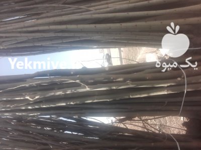 صنوبر سبز سفید سنوبر نهال ترک در ارومیه در گروه خرید فروش نهال - انواع گردو پسته بادام سلطانی انگور در یکمیوه -عکس3