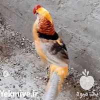 فروش عینک بلایندر قرقاول در گروه تجهیزات مرغداری در یکمیوه