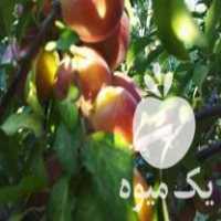 فروش نهال نهالستان آذری در گروه خرید و فروش نهال شناسنامه دار در یکمیوه