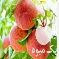 آگهی مشابه قیمت خرید نهال های میوه در باغستان در گروه خرید و فروش نهال میوه در یکمیوه