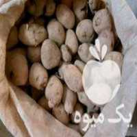 قیمت خرید سیب زمینی دامی در سردشت در گروه خرید و فروش سیب زمینی در یکمیوه