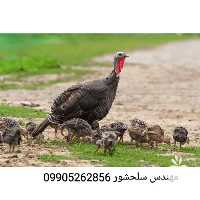 قیمت خرید ویژه جوجه بوقلمون یک ماهه در تهران در گروه مرغ و خروس و بوقلمون و اردک قو قاز در یکمیوه