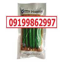 بذر خیار ویکتوریا پرفروش اصل قیمت مناسب در تهران در گروه خرید و فروش بذر خیار در یکمیوه