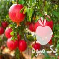 قیمت خرید نهال اصلاح شده یارانه ای در گروه خرید و فروش نهال اصلاح شده در یکمیوه