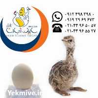 قیمت خرید جوجه شترمرغ گردن ابی یک هفته ای در تهران در گروه مرغ و خروس و بوقلمون و اردک قو قاز در یکمیوه