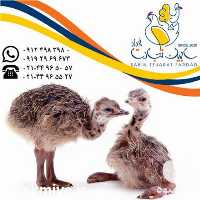 فروش جوجه شتر مرغ گردن قرمز در گروه مرغ و خروس و بوقلمون و اردک قو قاز در یکمیوه