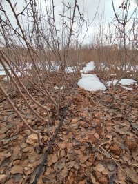 فروش نهال گلابی دردماوند در گروه خرید فروش نهال - انواع گردو پسته بادام سلطانی انگور در یکمیوه