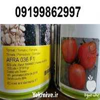 خرید بذر گوجه فرنگی افرا 036 در گروه خرید و فروش بذر گوجه در یکمیوه