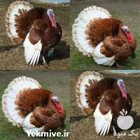 آگهی مشابه قیمت خرید نیمچه بوقلمون بوربون رویان طیور در گروه مرغ و خروس و بوقلمون و اردک قو قاز در یکمیوه