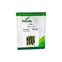 فروش عرضه بذر خیار گلخانه ای سینا در گروه خرید و فروش بذر خیار در یکمیوه