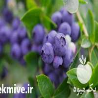 قیمت خرید نهال بلوبری با امکان ارسال به سراسر کشور در گروه خرید و فروش نهال بلوبری در یکمیوه