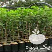 فروش نهال خرمالو در گروه خرید و فروش نهال خرمالو در یکمیوه