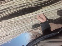 صنوبر سبز سفید سنوبر نهال ترک در ارومیه در گروه خرید فروش نهال - انواع گردو پسته بادام سلطانی انگور در یکمیوه