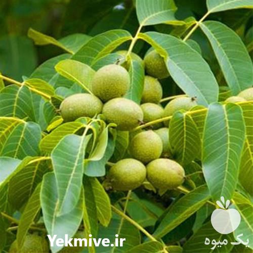 فروش نهالستان تخصصی گردو گلرنگ نوین در کرمانشاه در گروه خرید و فروش نهال گردو در یکمیوه -عکس1