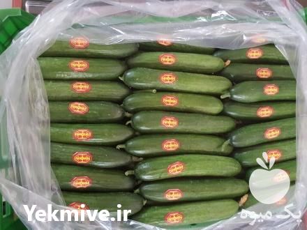 فروش عمده صیفیجات در گروه خرید و فروش کاهو در یکمیوه -عکس1