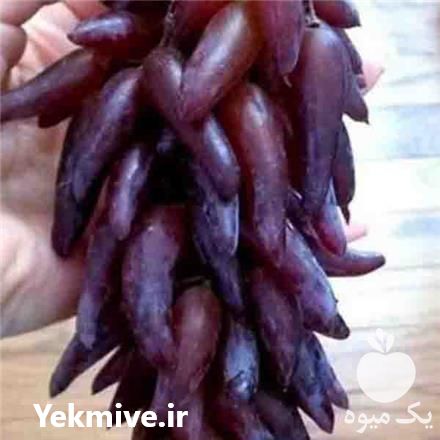 فروش بذر و نهال انگور شمشیری در گروه خرید و فروش نهال انگور در یکمیوه -عکس1